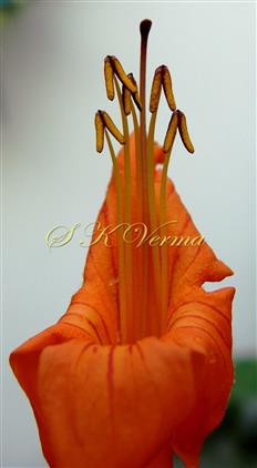  Corolla limb and five stamens